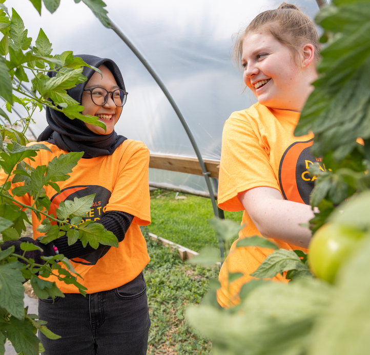 Two smiling women, wearing orange t-shirts, stand amidst green tomato plants inside a greenhouse.