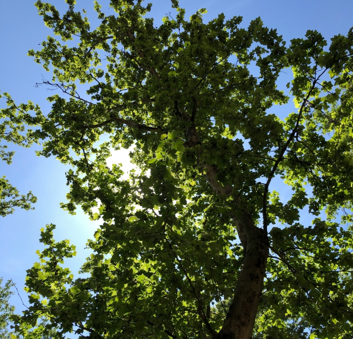  A vibrant green tree fills the frame from a low-angle perspective, with sunlight peeking through its leaves against a bright blue sky.
