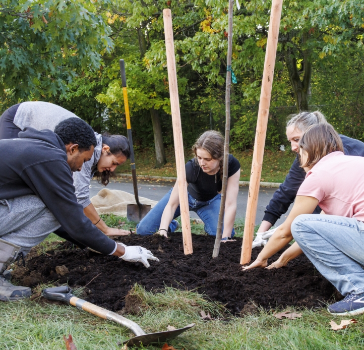 Students collaborate to plant a young tree as part of a sustainability effort, kneeling together to place soil around a tree.