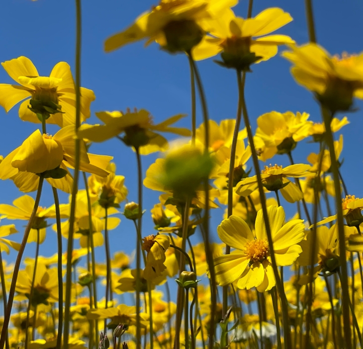  A vibrant low-angle shot captures a field of bright yellow flowers reaching towards a clear, brilliant blue sky.