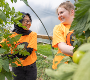 Two smiling women, wearing orange t-shirts, stand amidst green tomato plants inside a greenhouse.