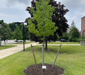 A liquidambar Styriciflua ‘Worplesdon’ Worplesdon Sweetgum planted during the 2024 Arbor Day Ceremonial Tree Planting. 