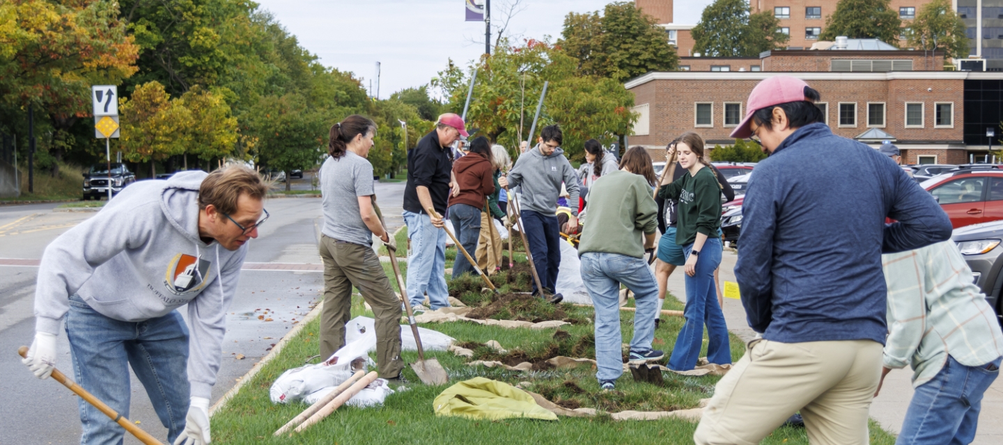 A group of volunteers work together planting trees along a grassy median, using shovels and gardening tools, with campus buildings and autumn trees visible in the background